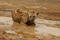 Hyena in Mud